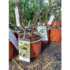 Füge - Ficus carica