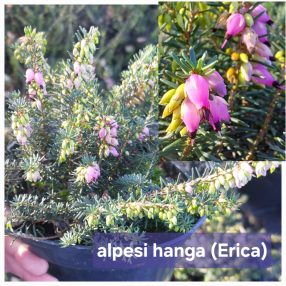 Örökzöld hanga, Alpesi hanga, Erika, - Erica darleyensis