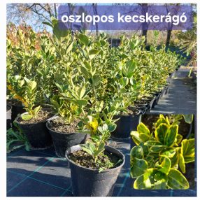   Japán kecskerágó Euonymus jap. 'Ov. Aureus' Marieke