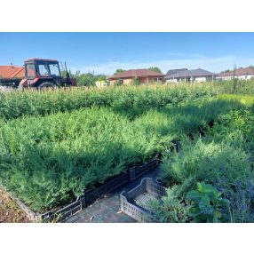 Leylandi ciprus - Cupressocyparis leylandii 30-40 cm