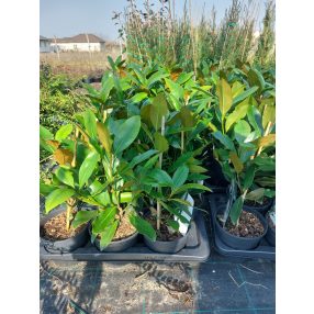 Örökzöld magnólia - Magnolia grandiflora 