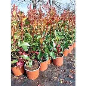Korallberkenye  - Photinia fraseri 'Red Robin' 