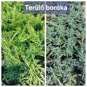   Kék terülő borókaJuniperus squamata 'Blue Carpet' 