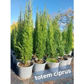 Totem ciprus Cupressus sempervirens 'Totem'